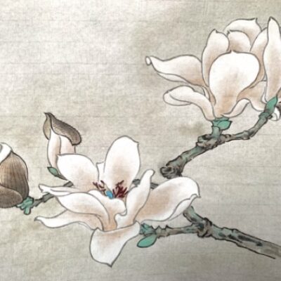 Relax With Chinese Painting - Magnolia Flower