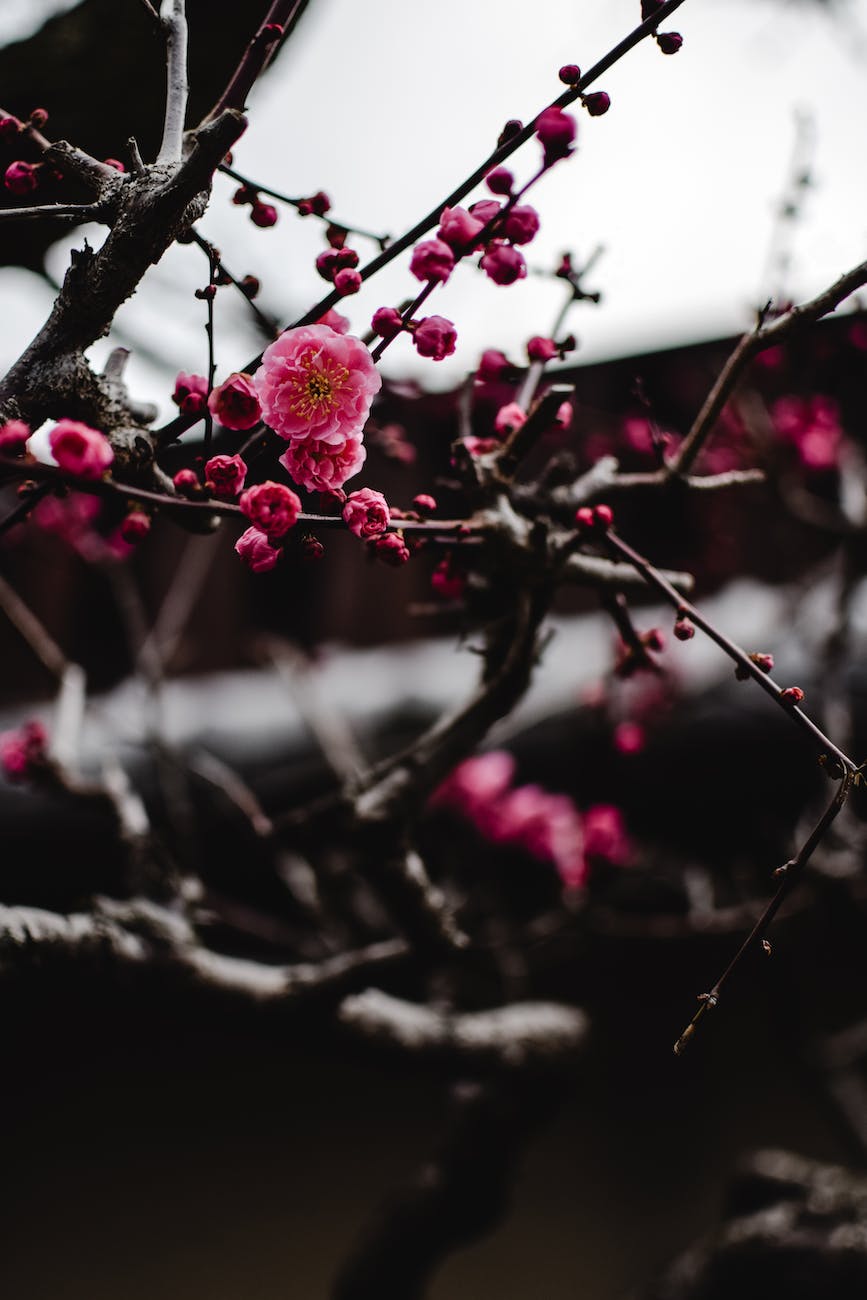 close up photo of plum blossoms